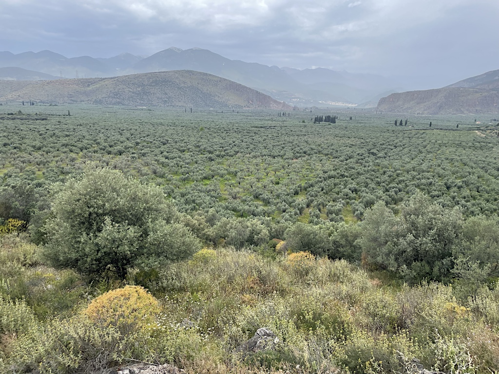 Olives, olives everywhere!