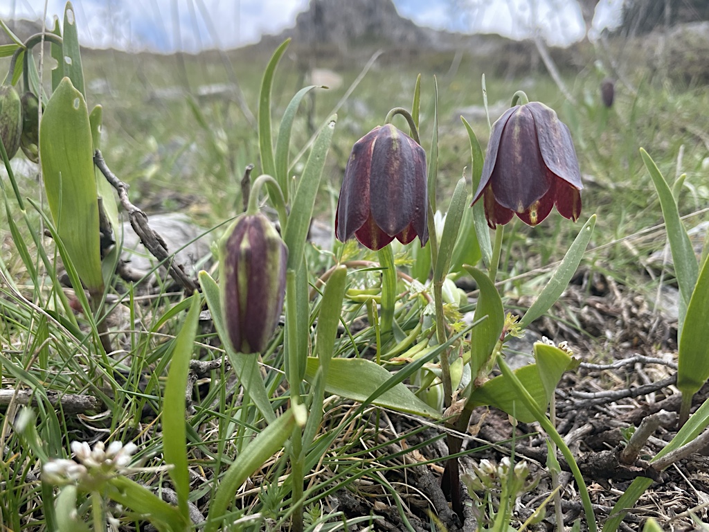 Fritillaria growing in the high-altitude rocks.