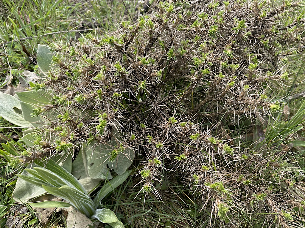 It’s so easy to get trapped in a field of these things.