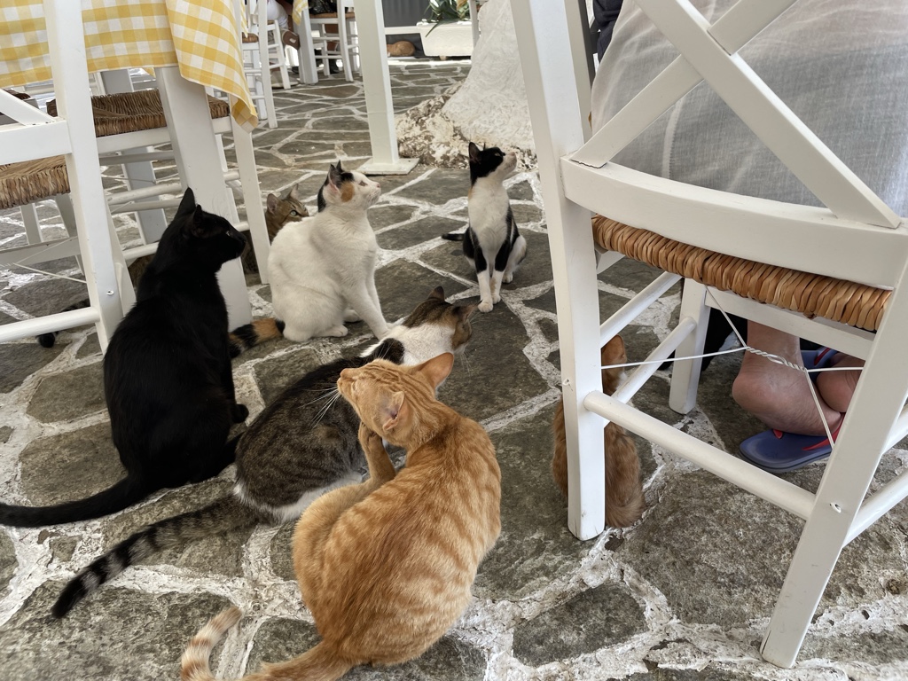 These cats were interested in our fish.