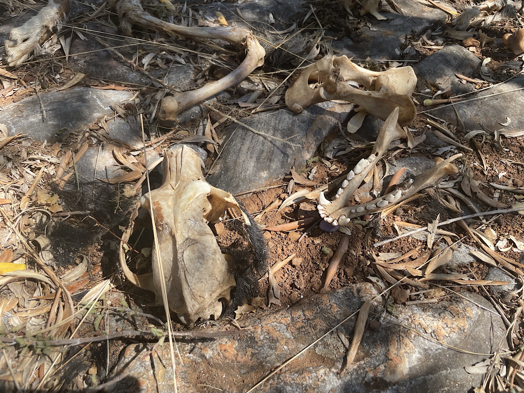 Did the centaurs kill this goat?