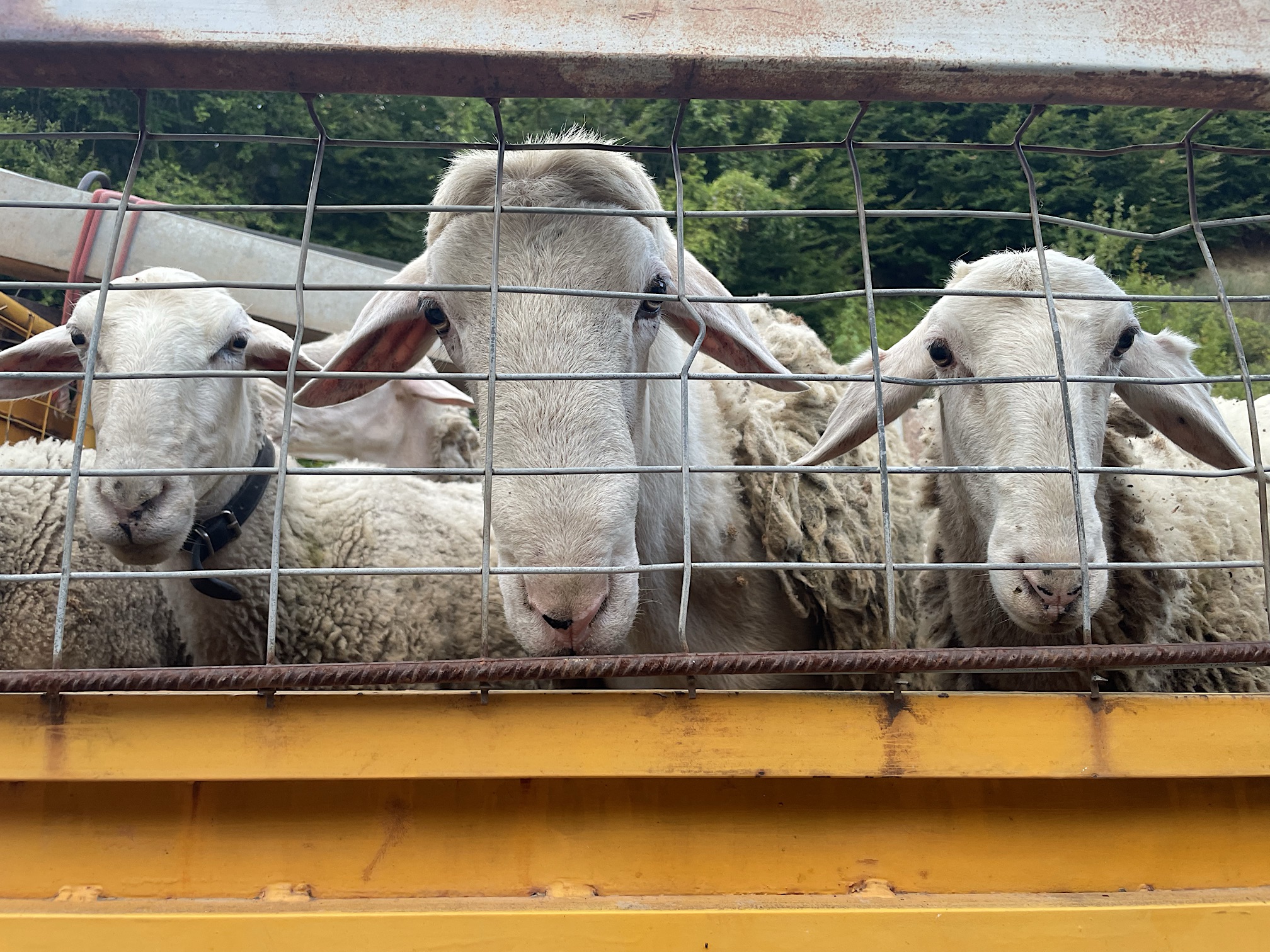 A truckload of sheep; the Manthos family makes its own cheese.