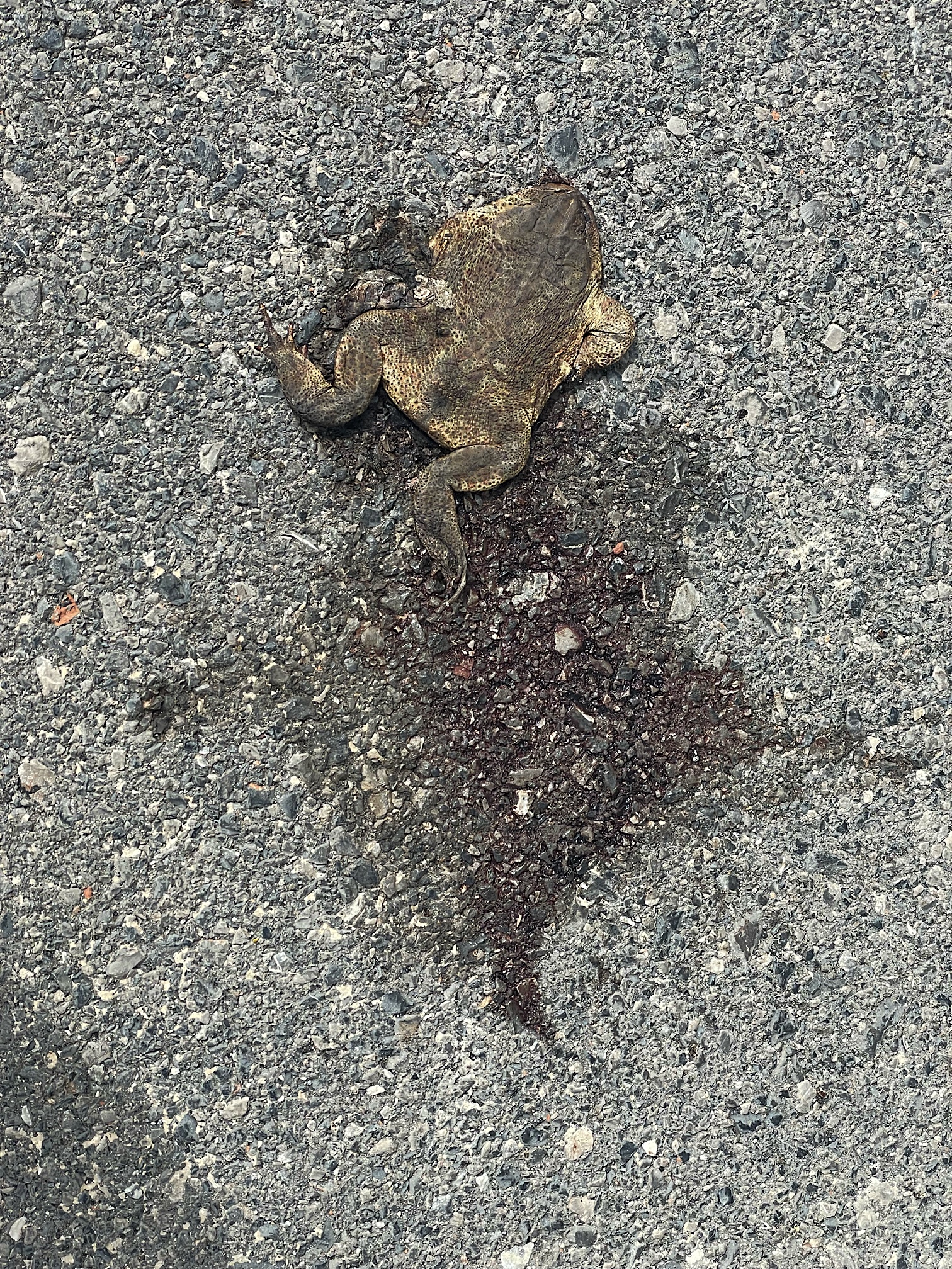 This dead frog exemplified my feelings about the hike at this point.