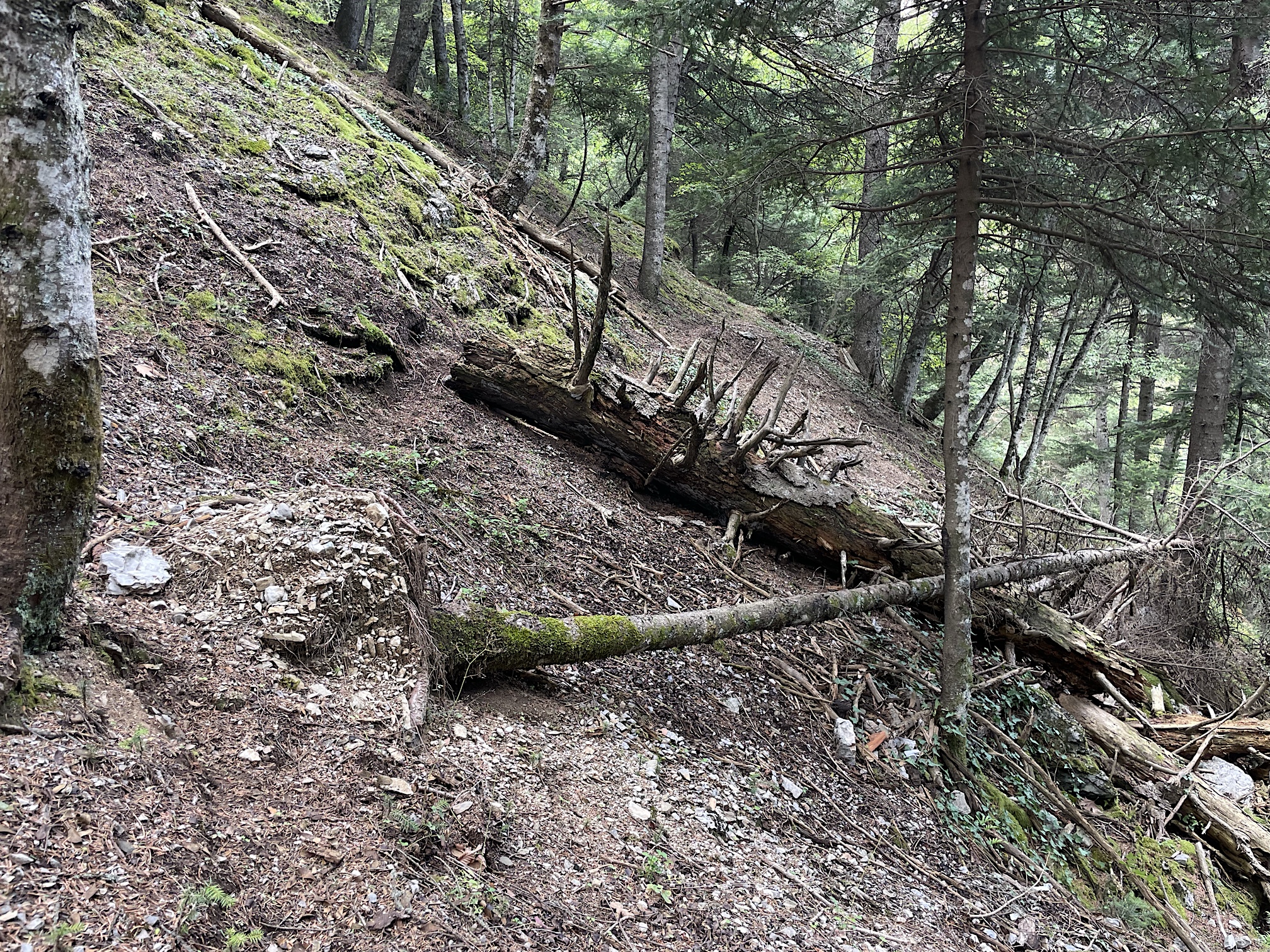 Downed trees are so inconvenient!