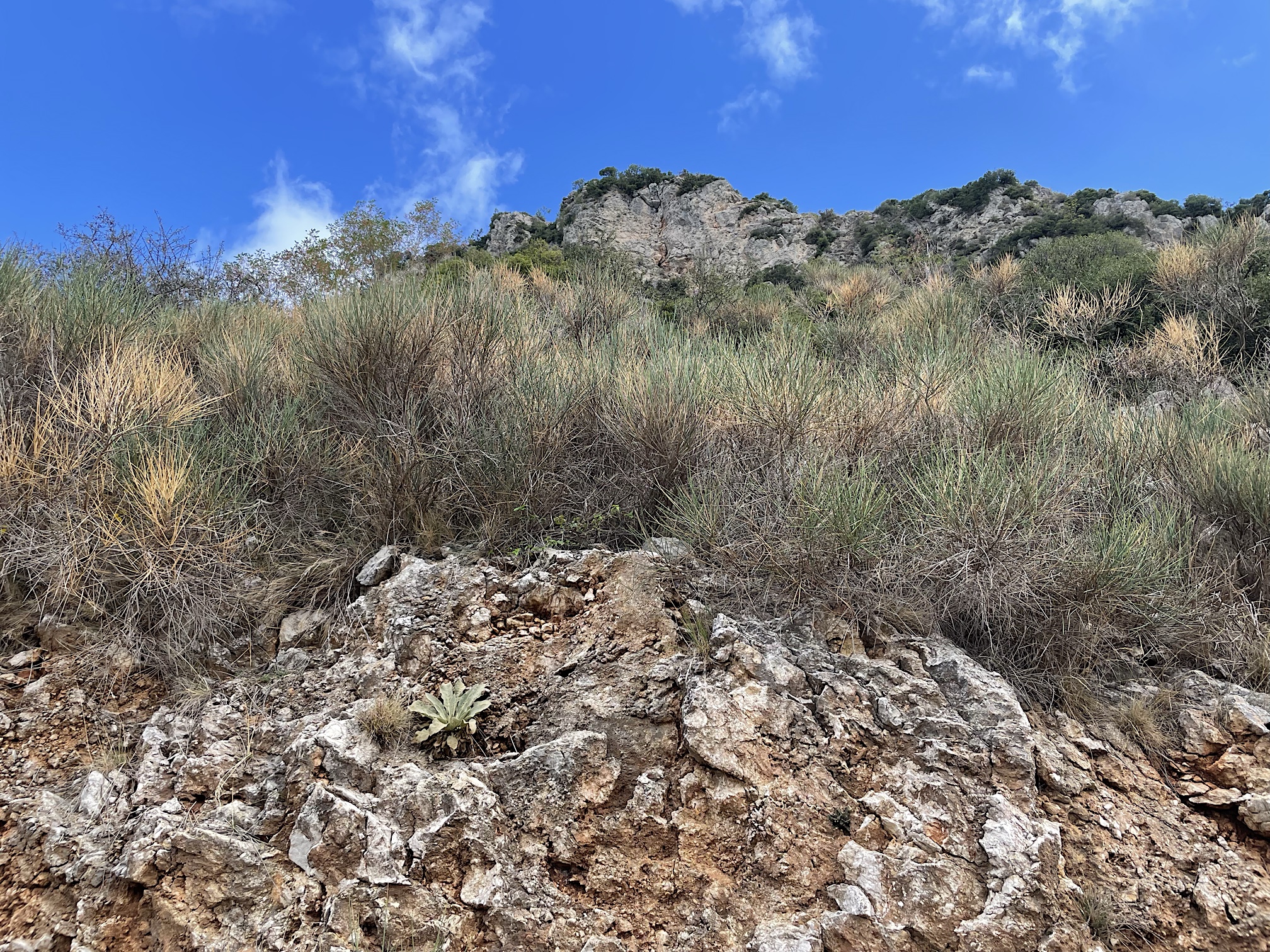 Spanish broom on the hillside