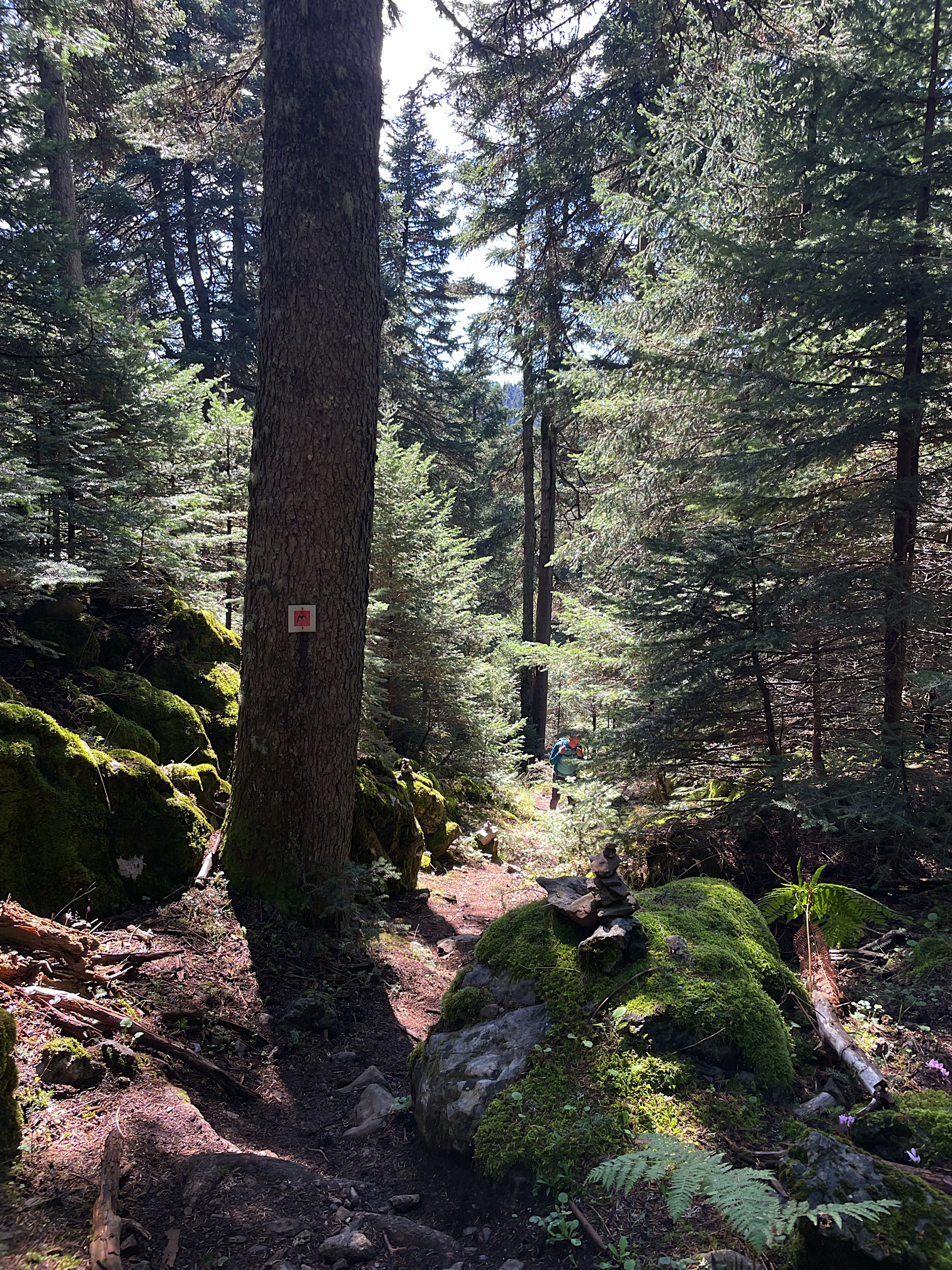 The Menalon Trail is exceptionally well blazed.