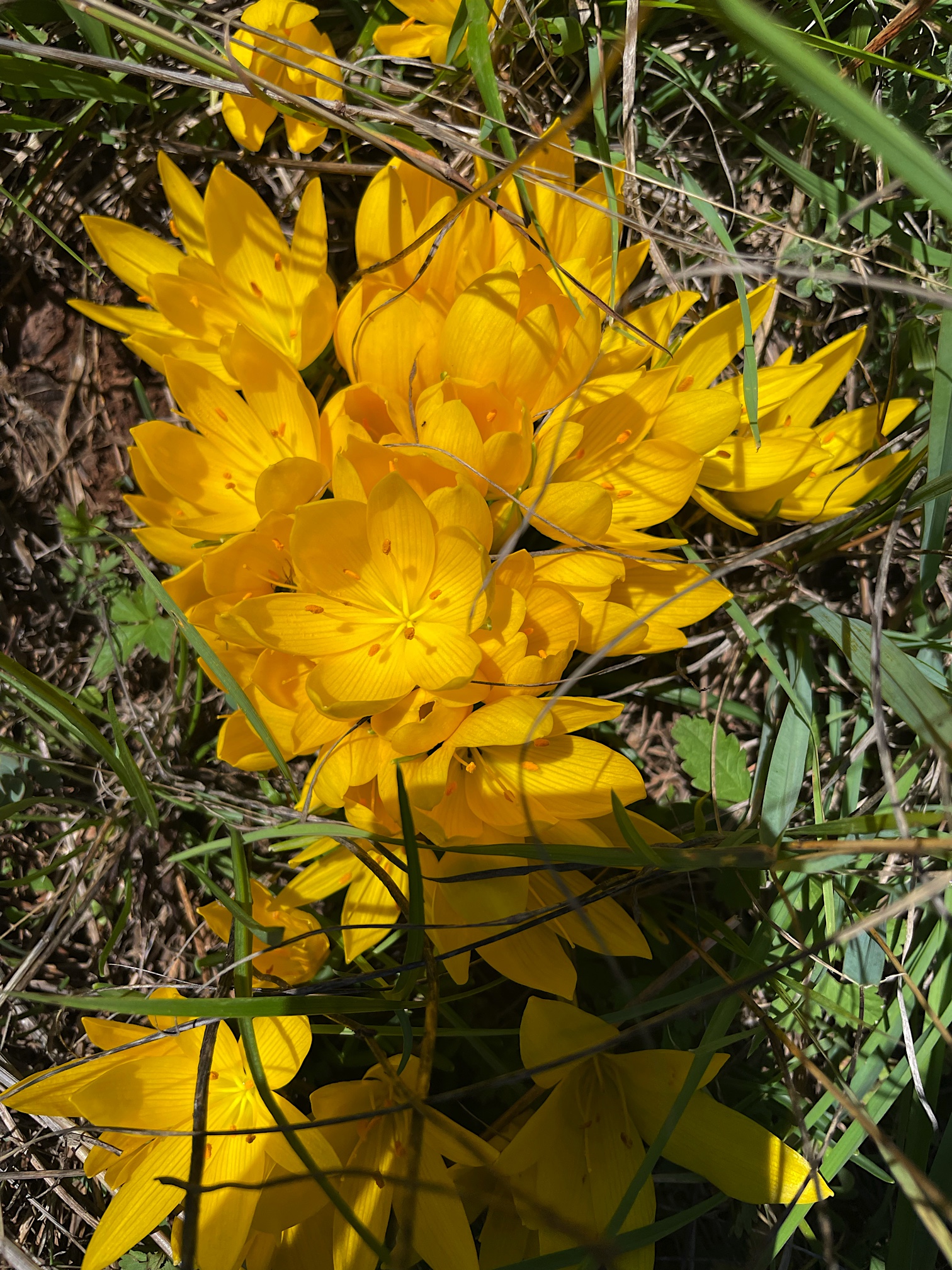 What on earth are these yellow crocuses doing blooming in September???