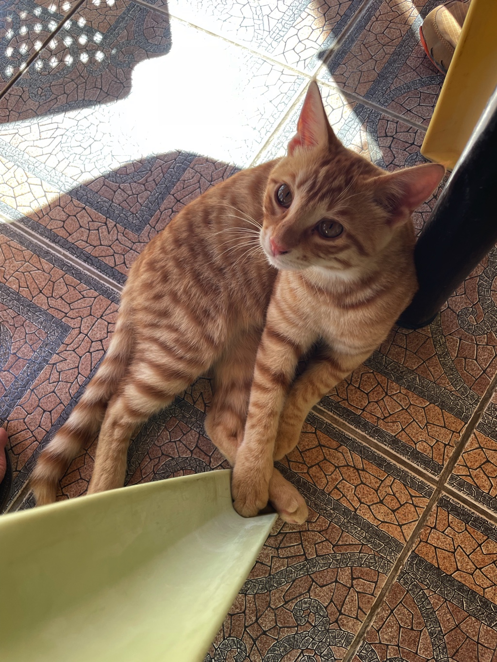 The food had nothing on Embonas, but the cats were cute.