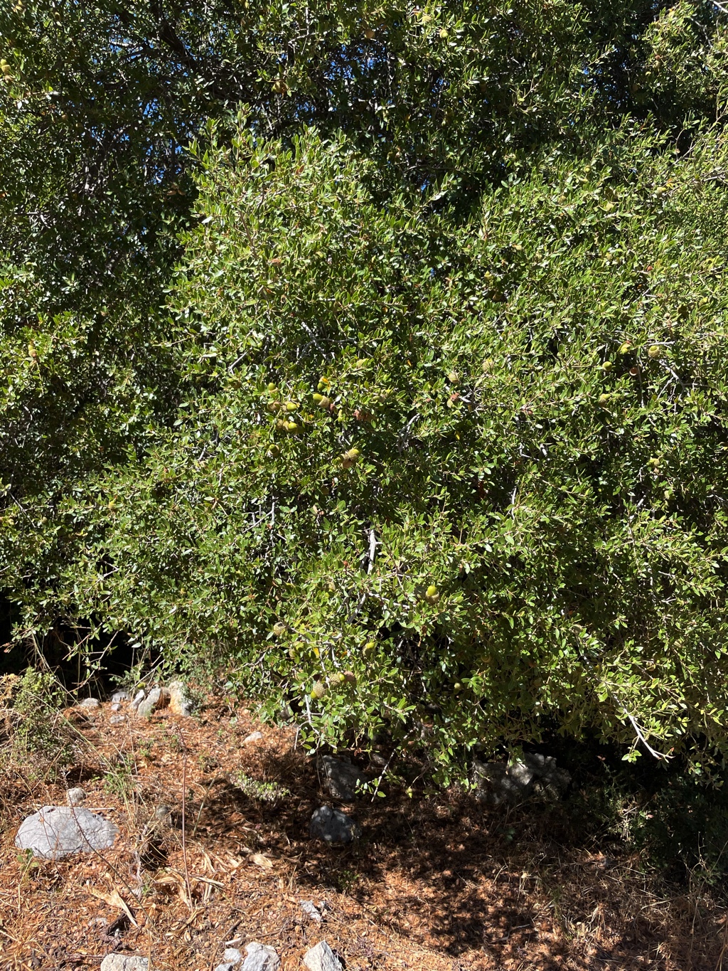 A holly oak, or maybe a kermes oak?