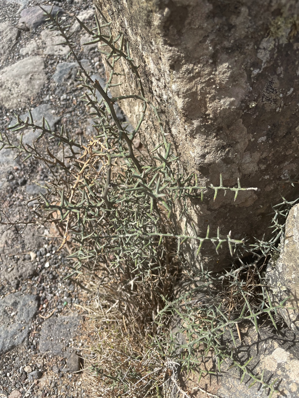 Spiky plants are ever present, but not much of a threat on this wide, well-trodden trail.