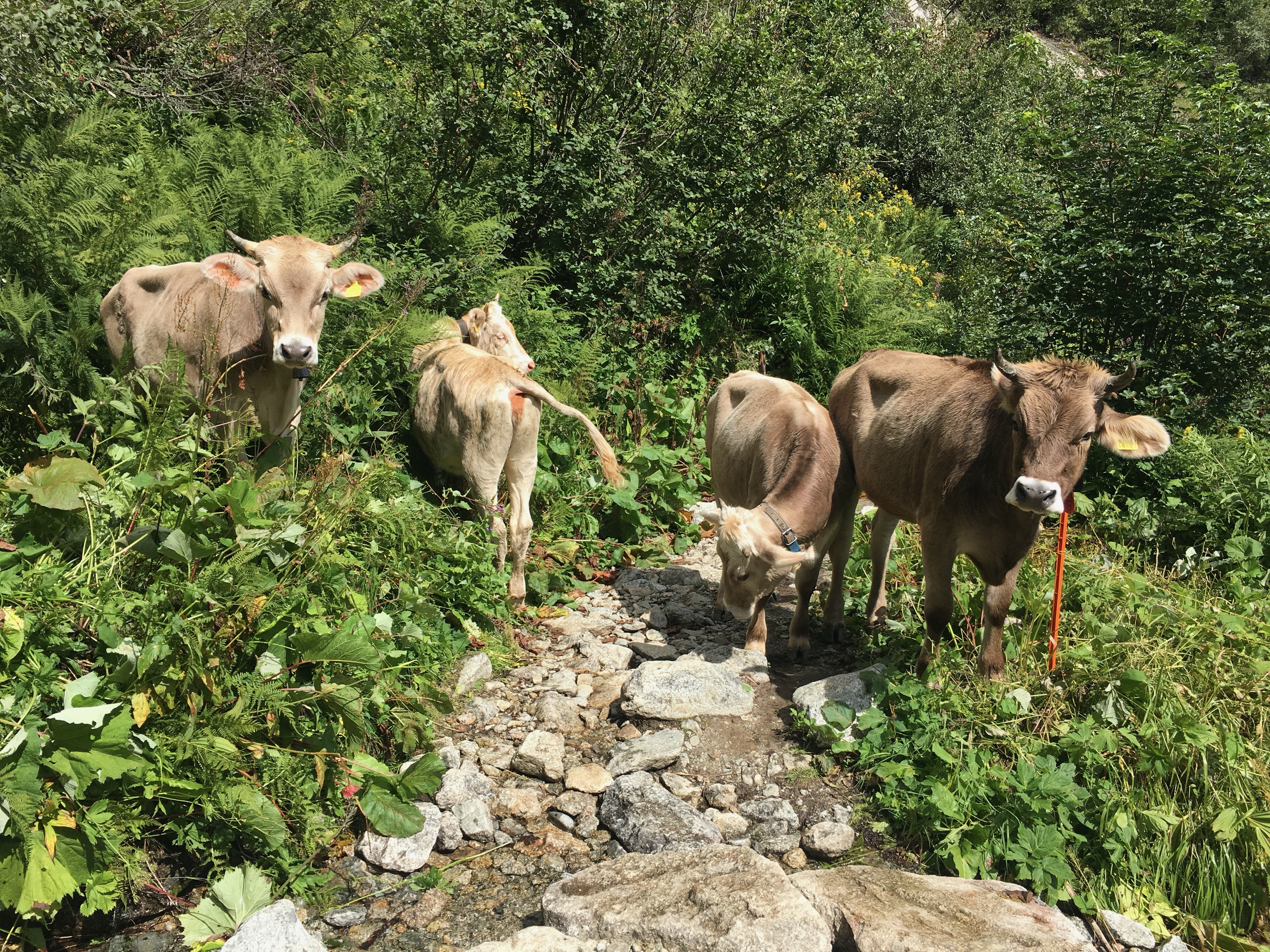 What did you expect to see on Alp Bovine?