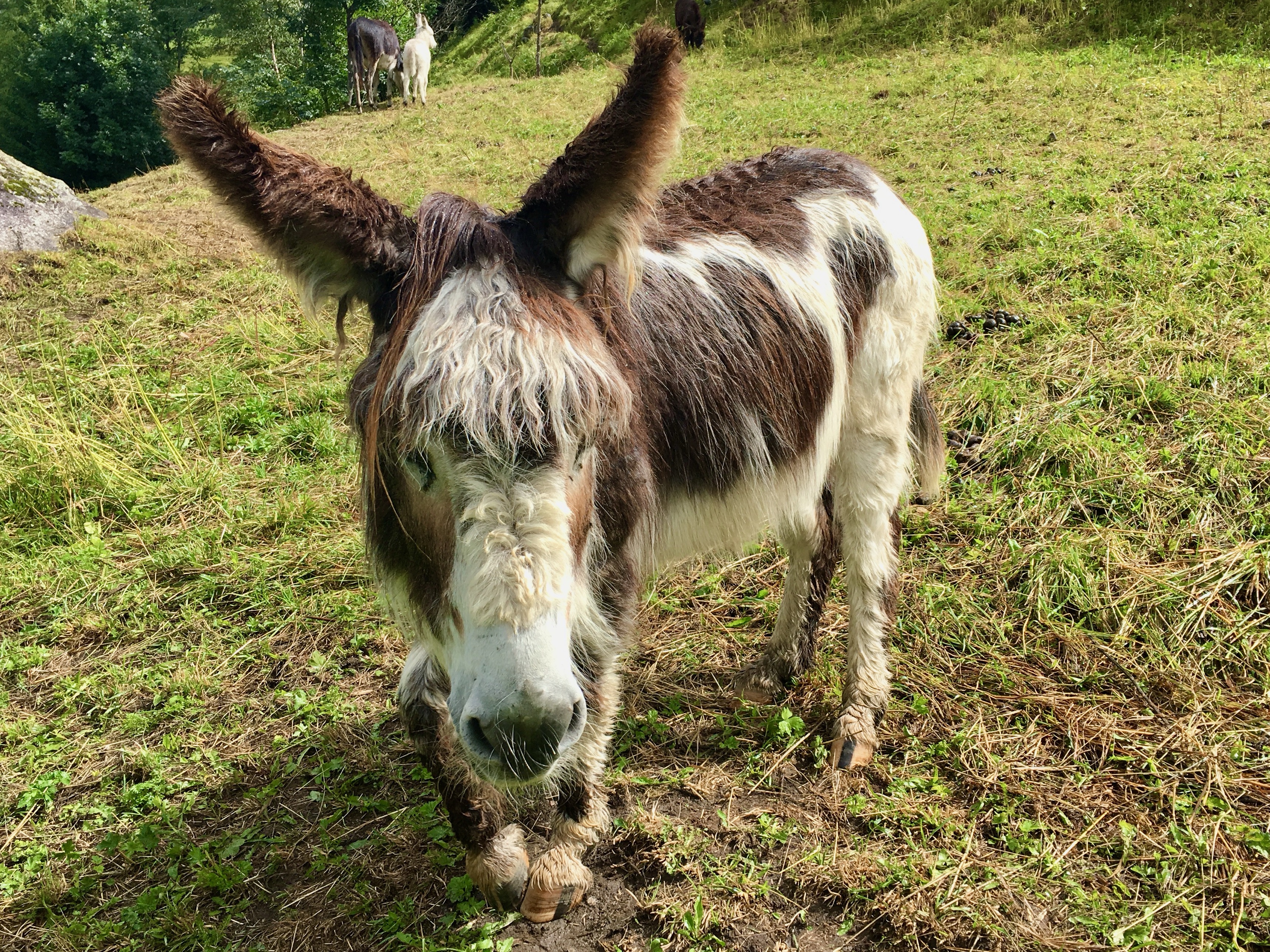 There are lots of donkeys here.