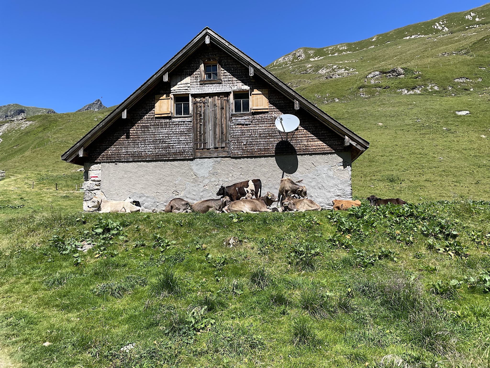The farm appeared unmanned except for some cows, but it sold drinks in a self-service box, entirely on the honor system.