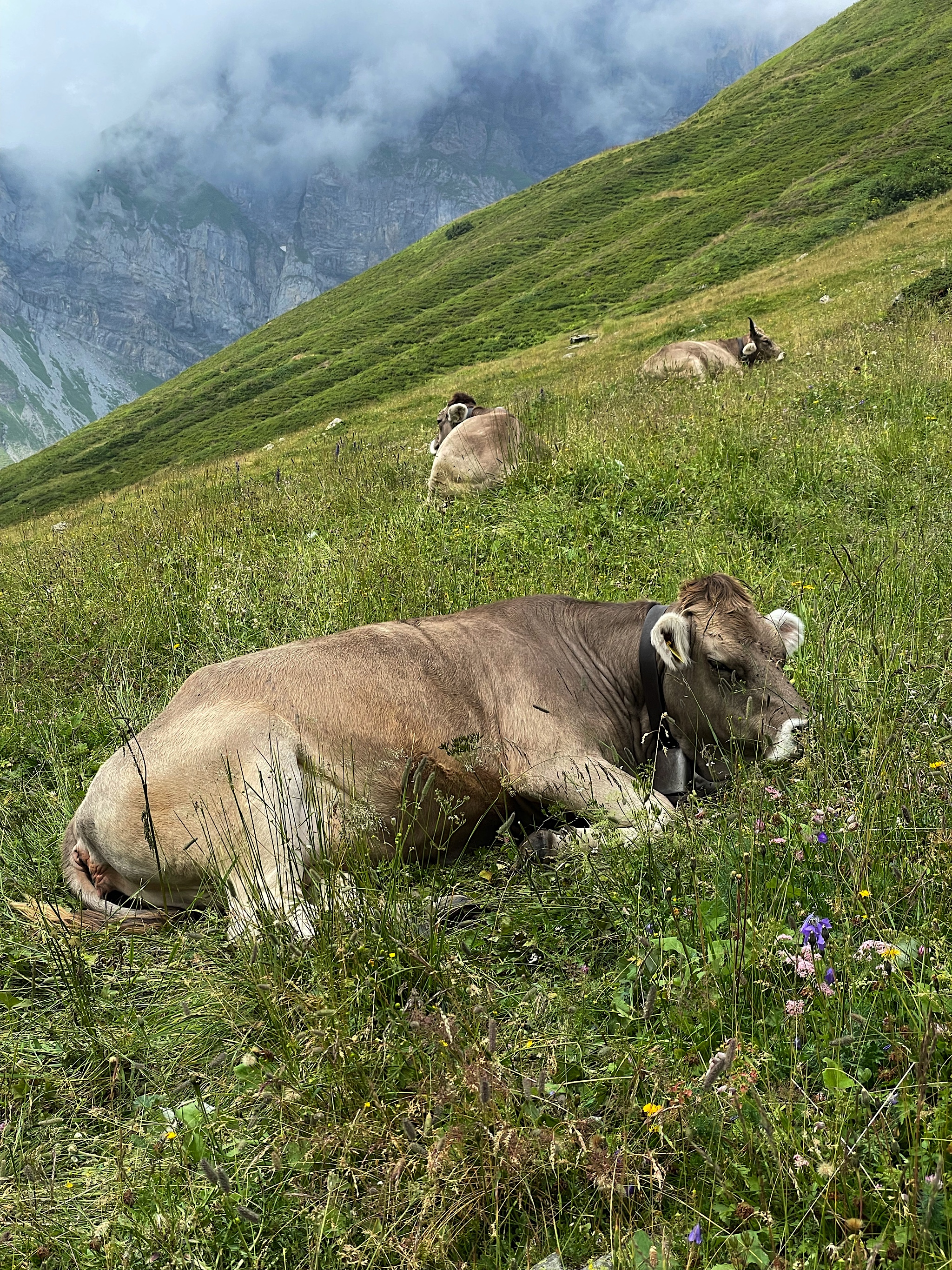 The poor cows were absolutely encased in flies.