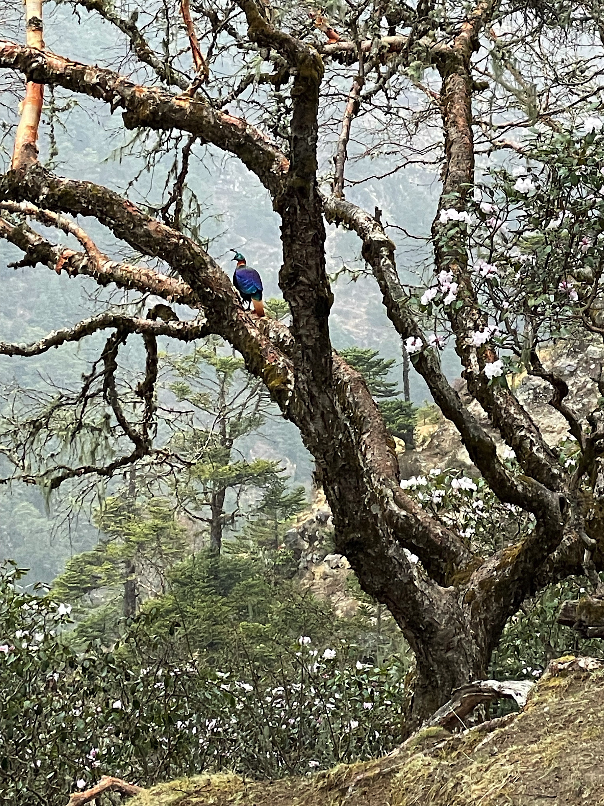We spotted a danphe, the Nepali national bird; it looks a little like a peacock.