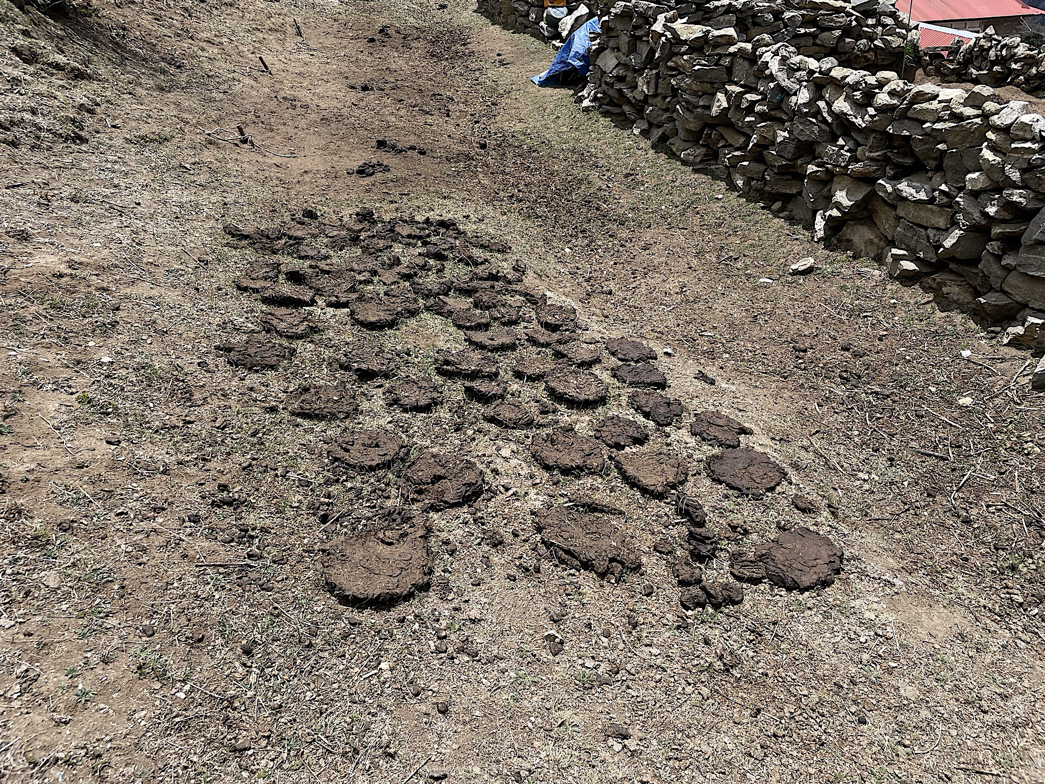 Yak dung drying prior to being burned in stoves.