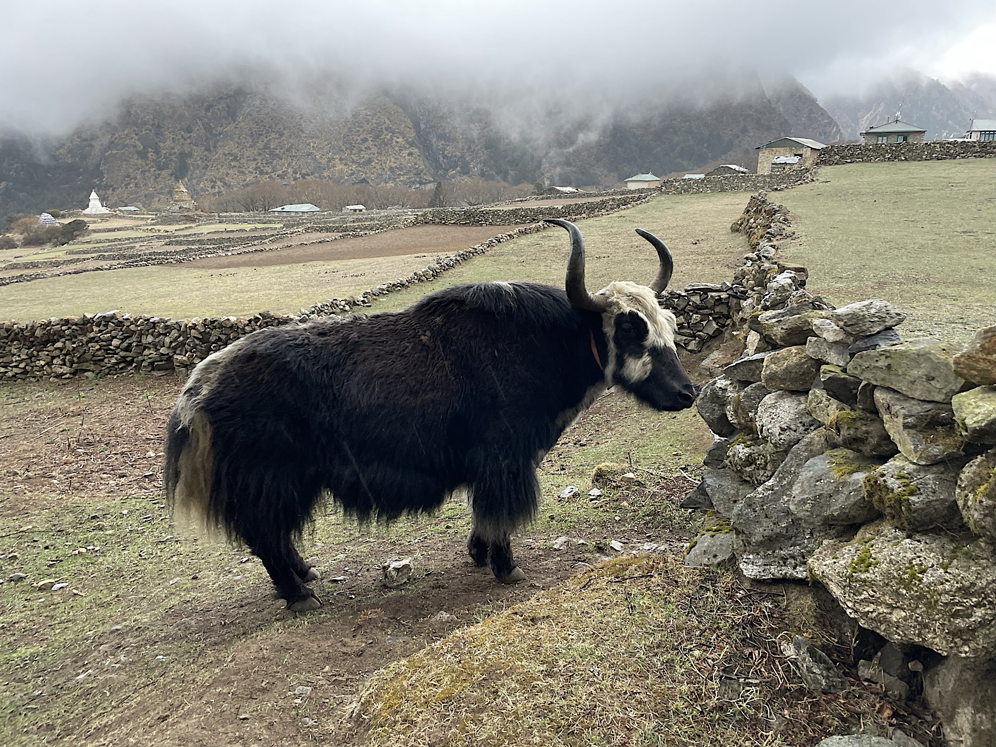 There are yaks in Phortse.